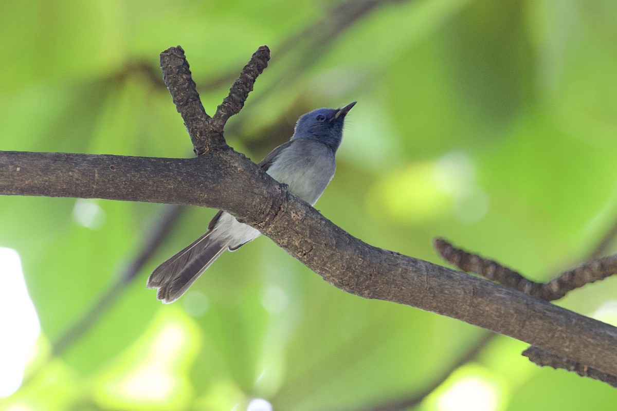 Black-naped Monarch - ML646056091