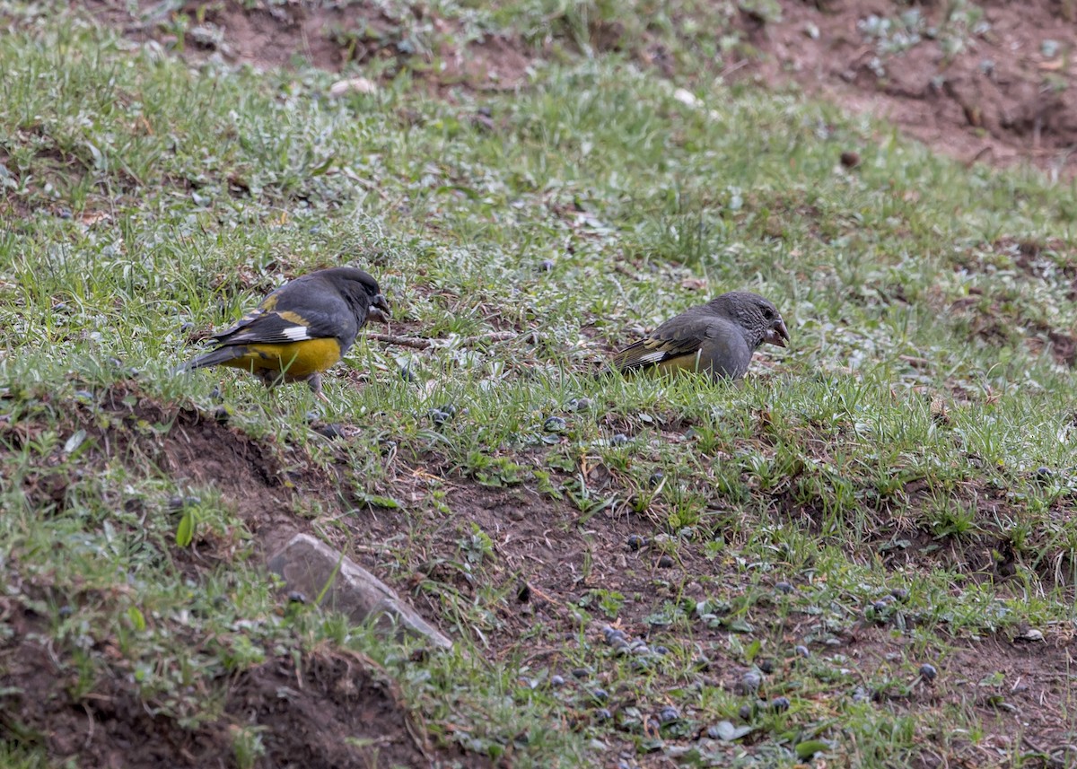 White-winged Grosbeak - ML646056092