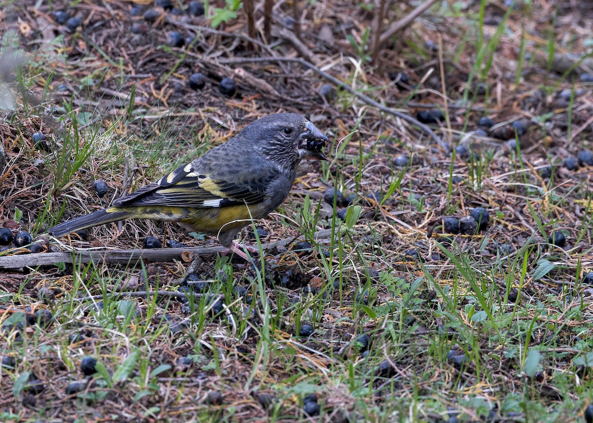 White-winged Grosbeak - ML646056093