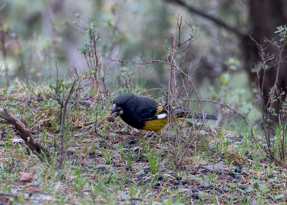 White-winged Grosbeak - ML646056094