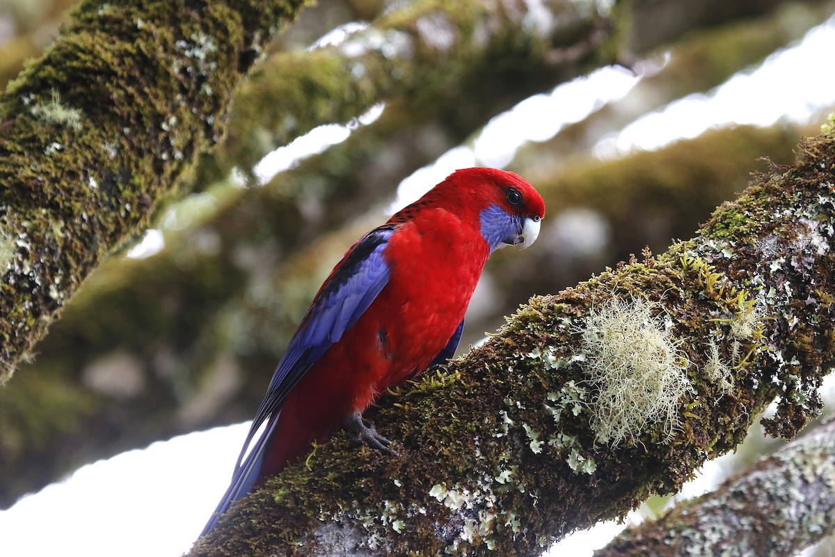 Crimson Rosella (Crimson) - ML646056095