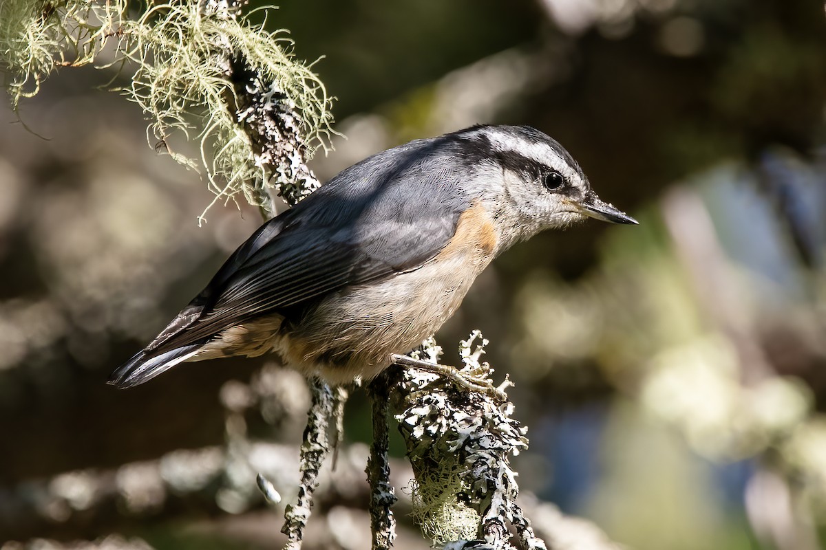 Red-breasted Nuthatch - ML646056096