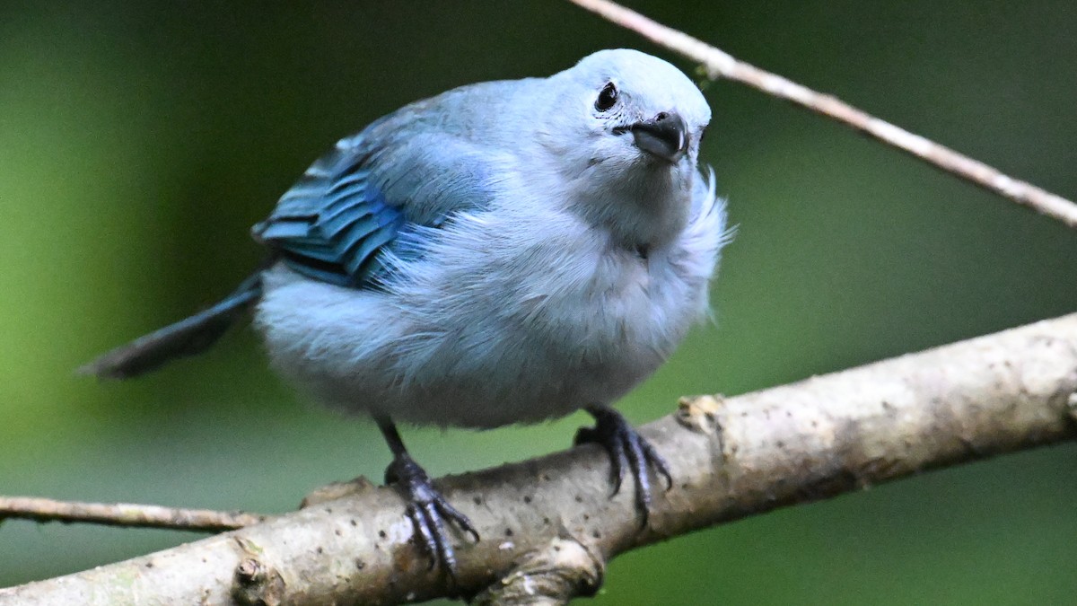 Blue-gray Tanager (Blue-gray) - ML646056097