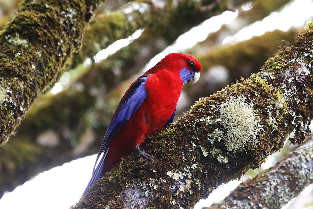 Crimson Rosella (Crimson) - ML646056098