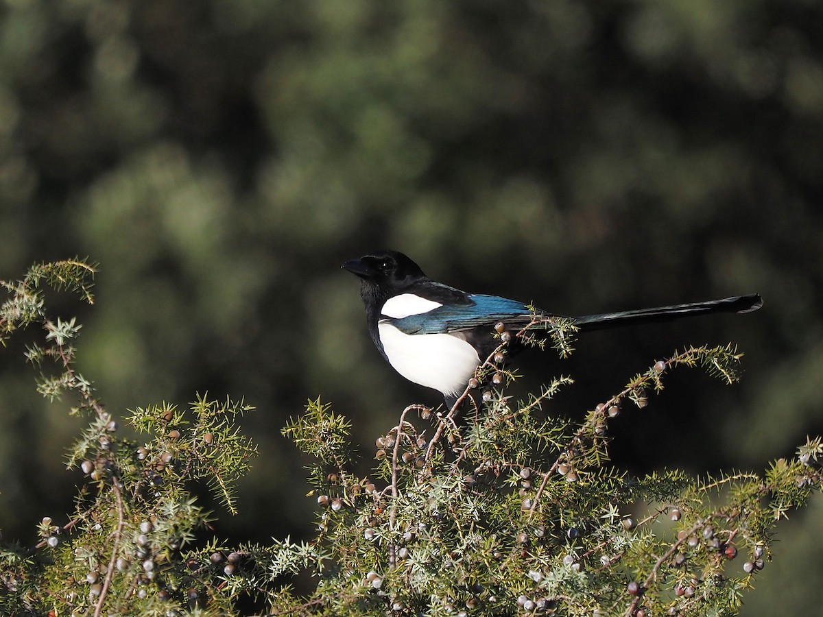 Eurasian Magpie - ML646056099
