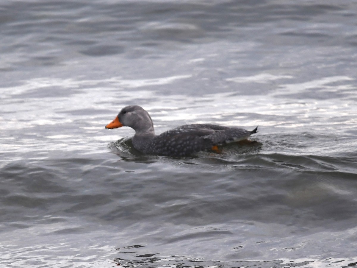 オオフナガモ - ML646056100