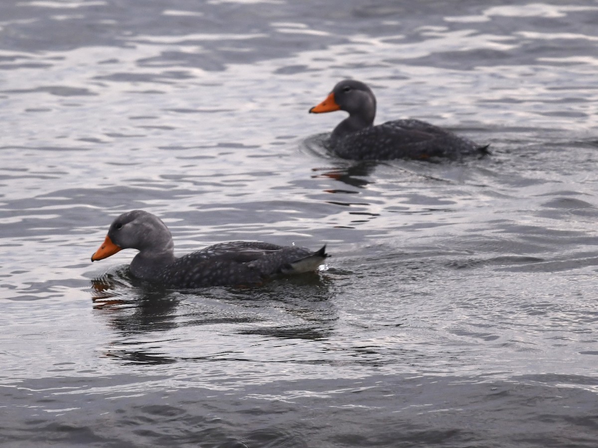 オオフナガモ - ML646056101