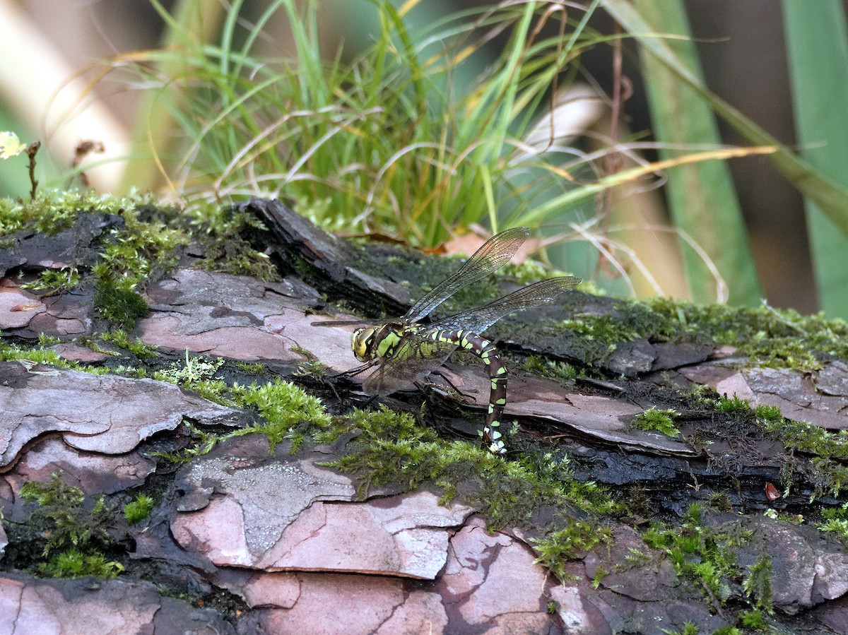 Southern Hawker - ML646056106