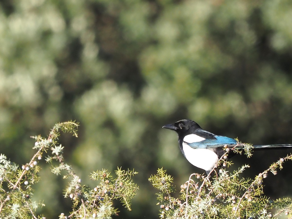 Eurasian Magpie - ML646056107