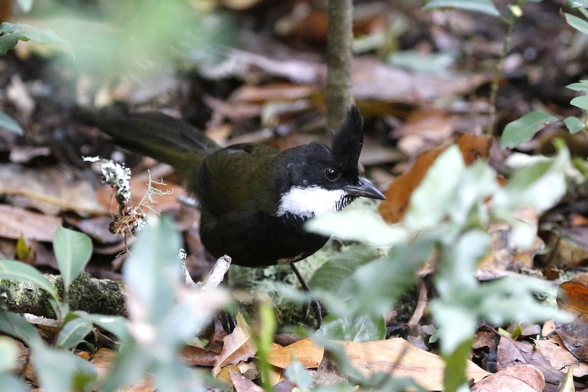 Eastern Whipbird - ML646056108