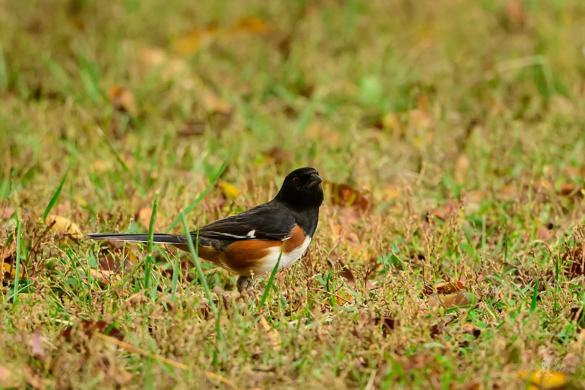 ワキアカトウヒチョウ - ML646056111