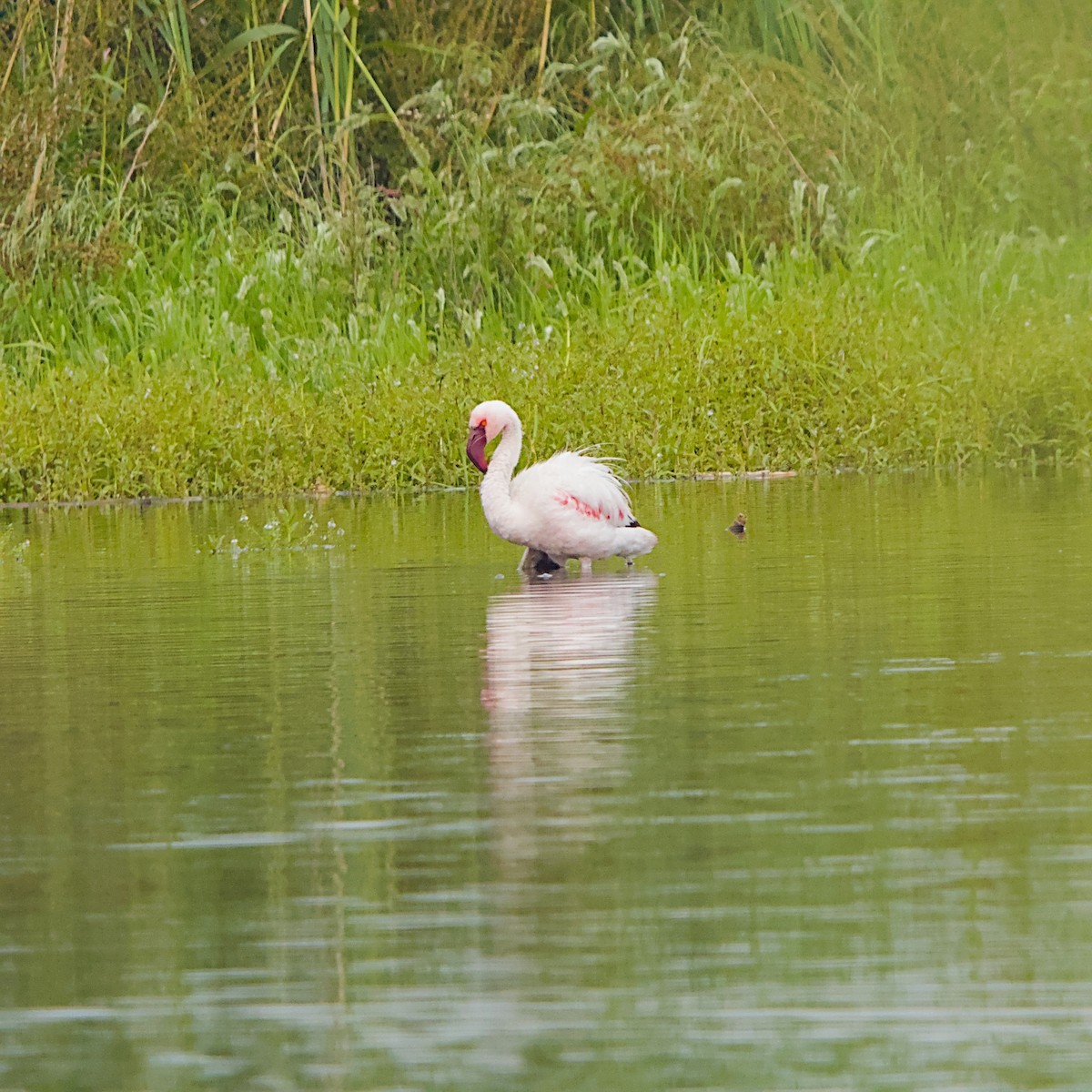 plameňák malý - ML646056118