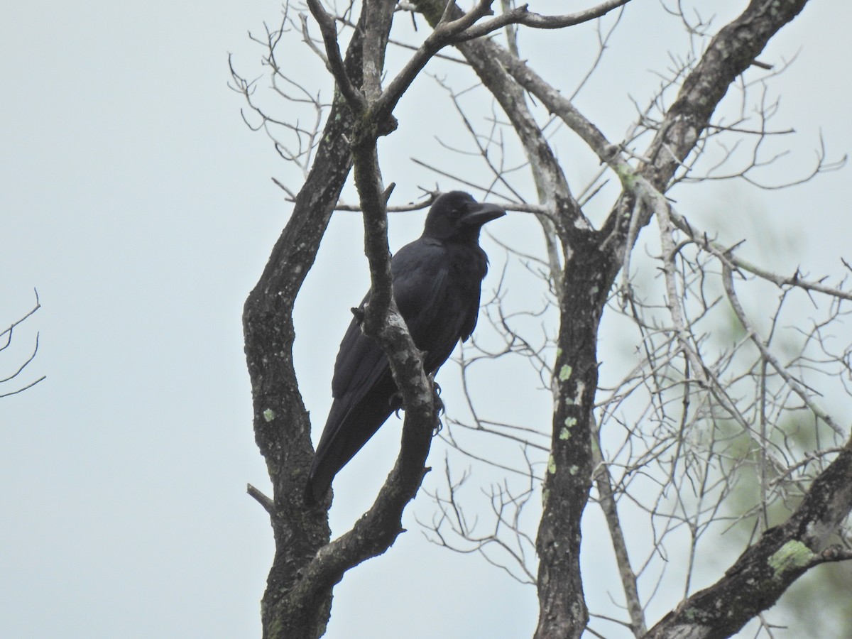 Large-billed Crow - ML646056121