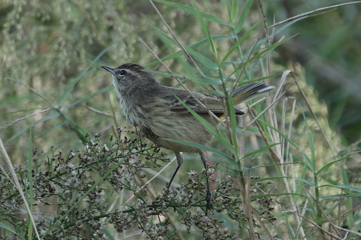 Palm Warbler - ML646056133