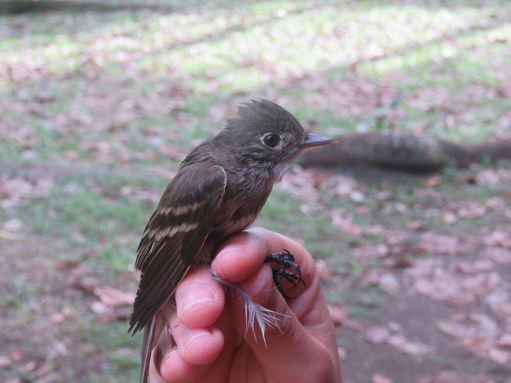 Желтобрюхий мухолов - ML646056139