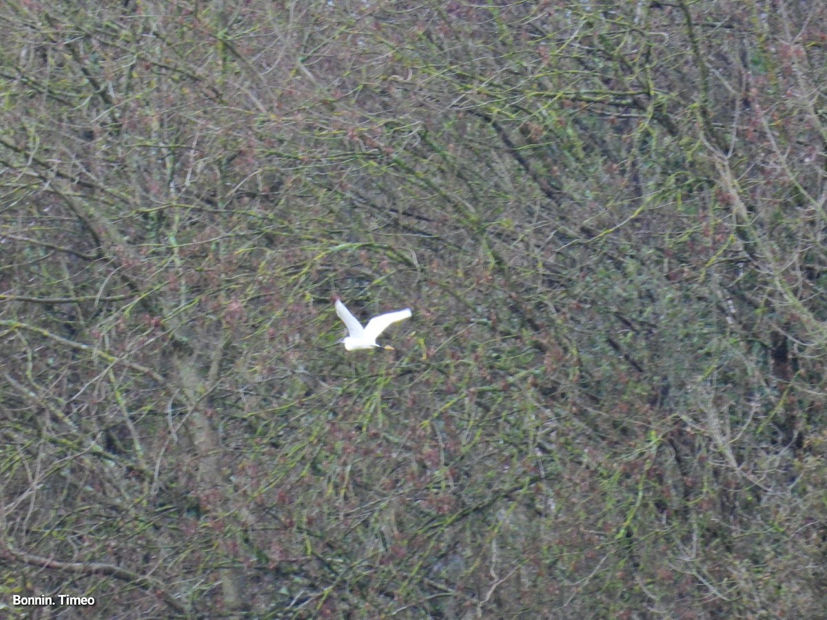 Little Egret - ML646056140