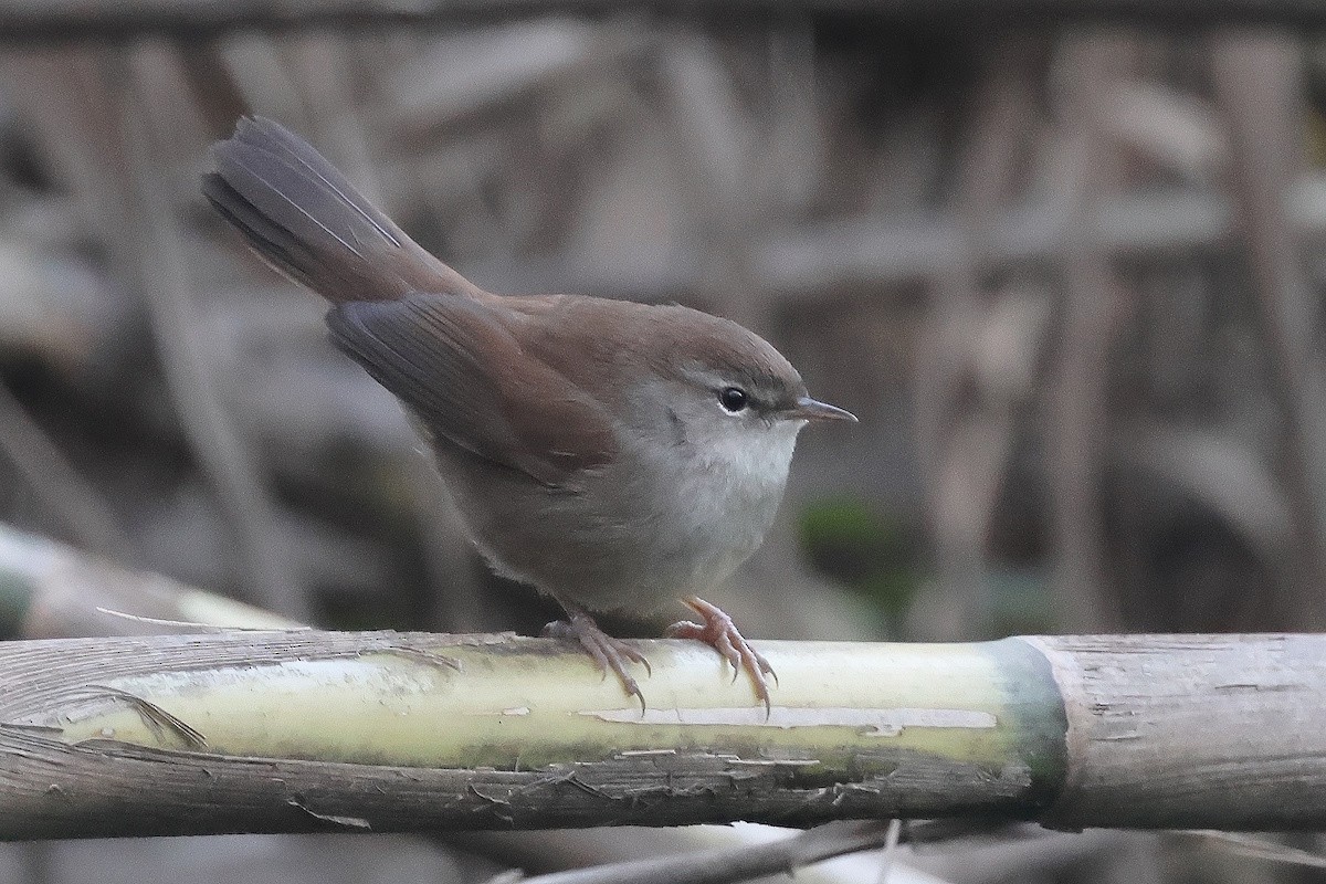 Cetti's Warbler - ML646056145