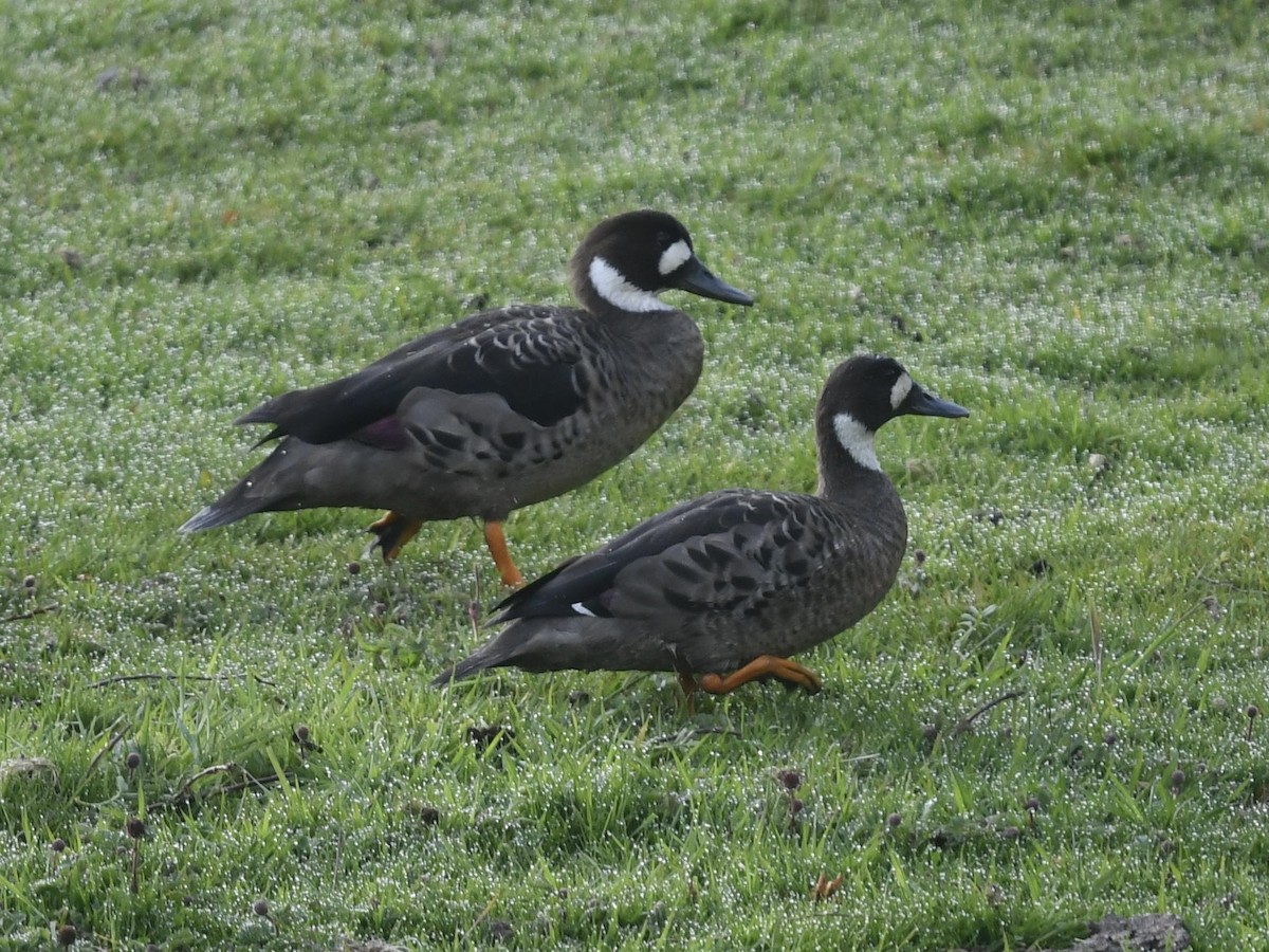 kachna bronzovokřídlá - ML646056151