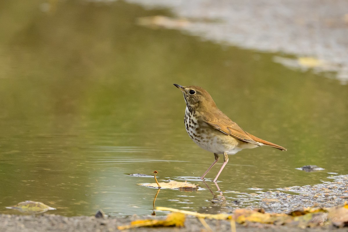 チャイロコツグミ - ML646056152