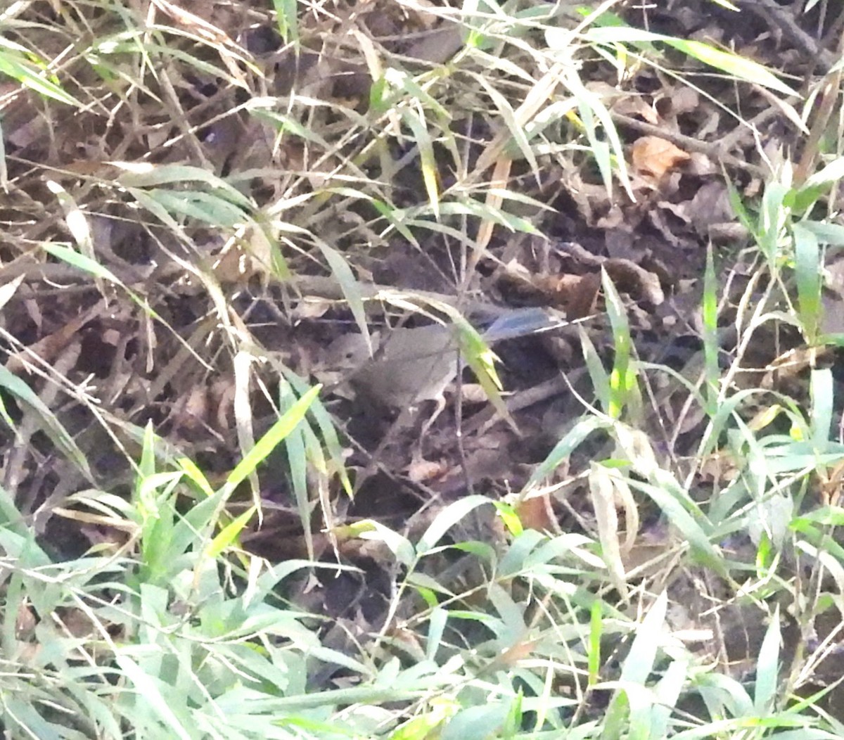 קיכלי תכלכל - ML646056153