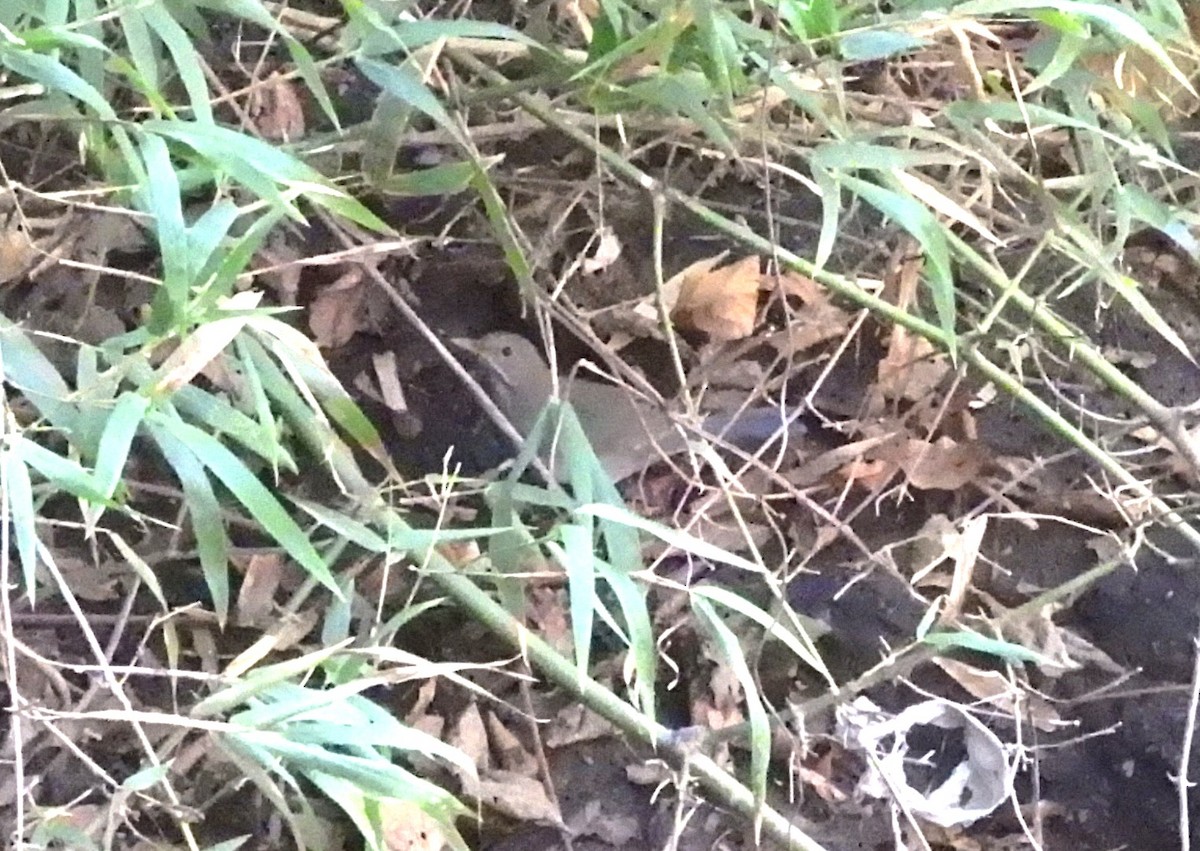 קיכלי תכלכל - ML646056154