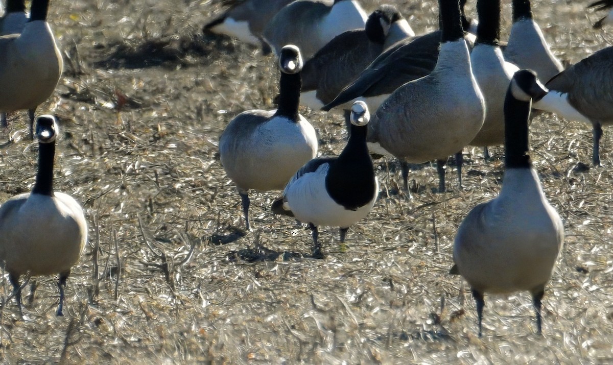 Barnacle Goose - ML646056156