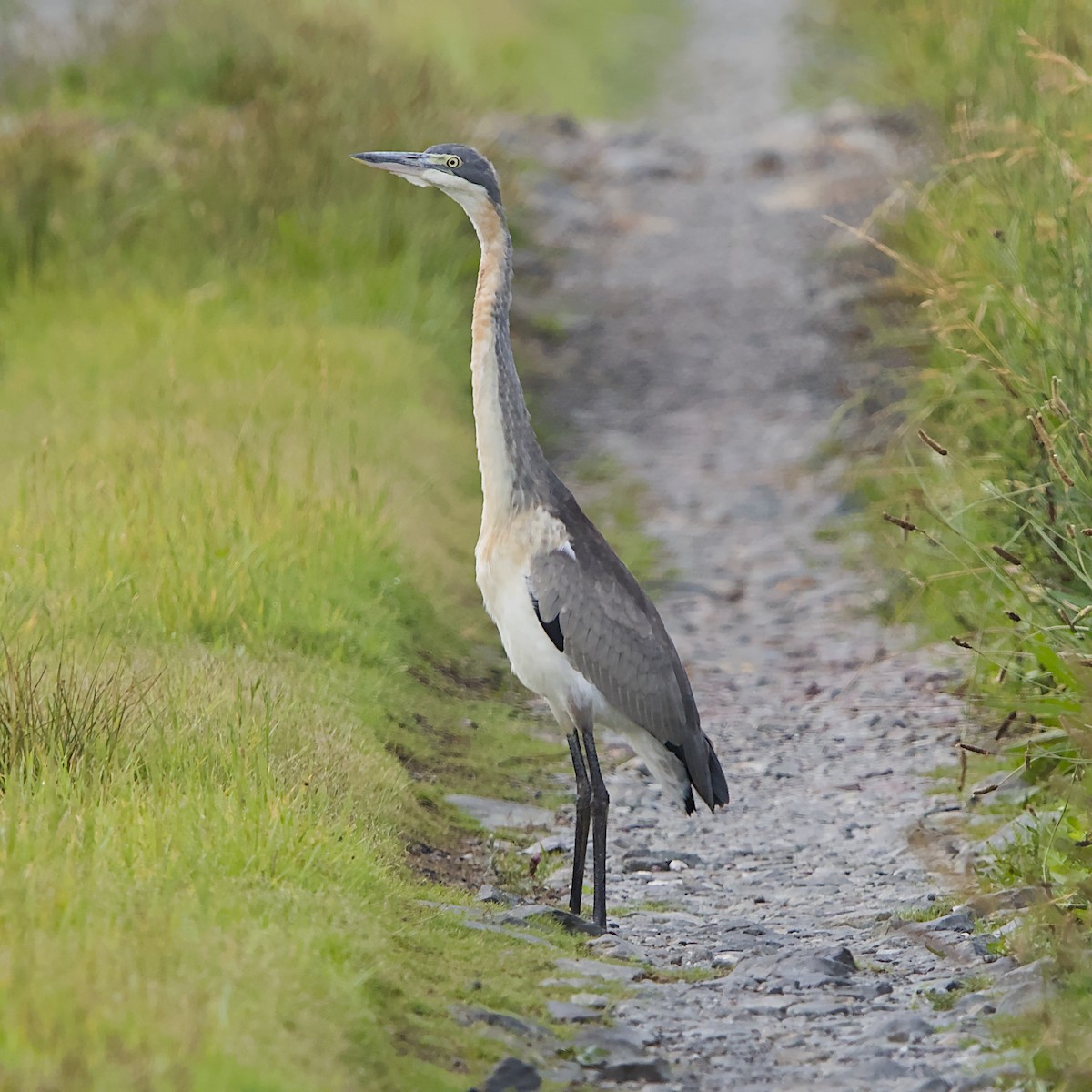 Héron mélanocéphale - ML646056157