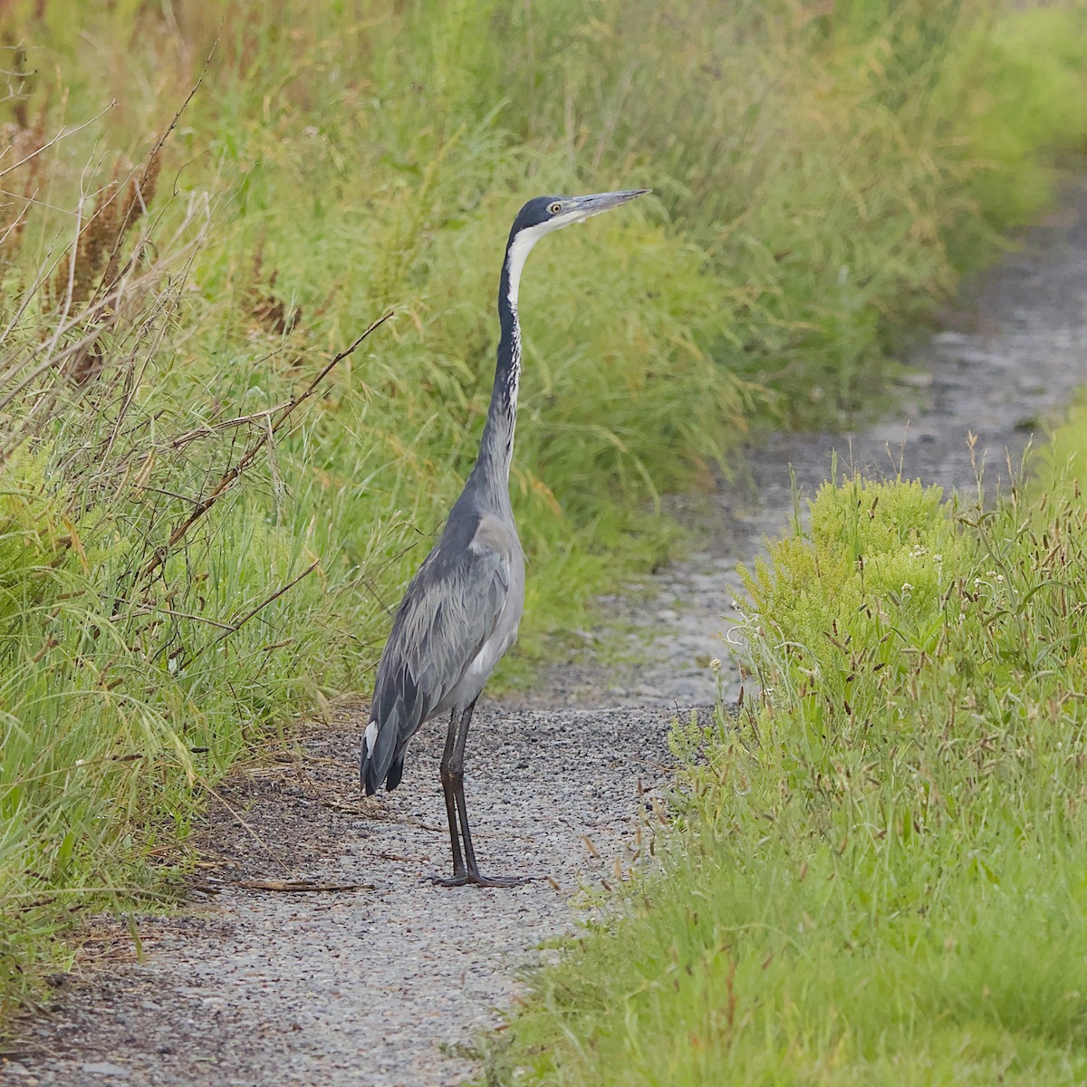Héron mélanocéphale - ML646056158