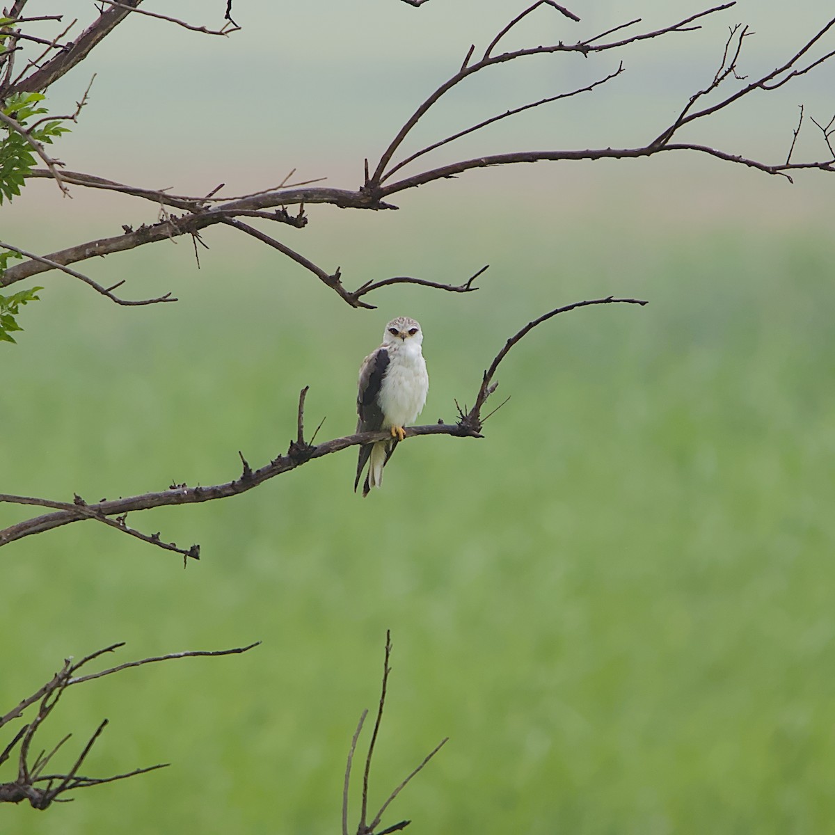 Black-winged Kite - ML646056166