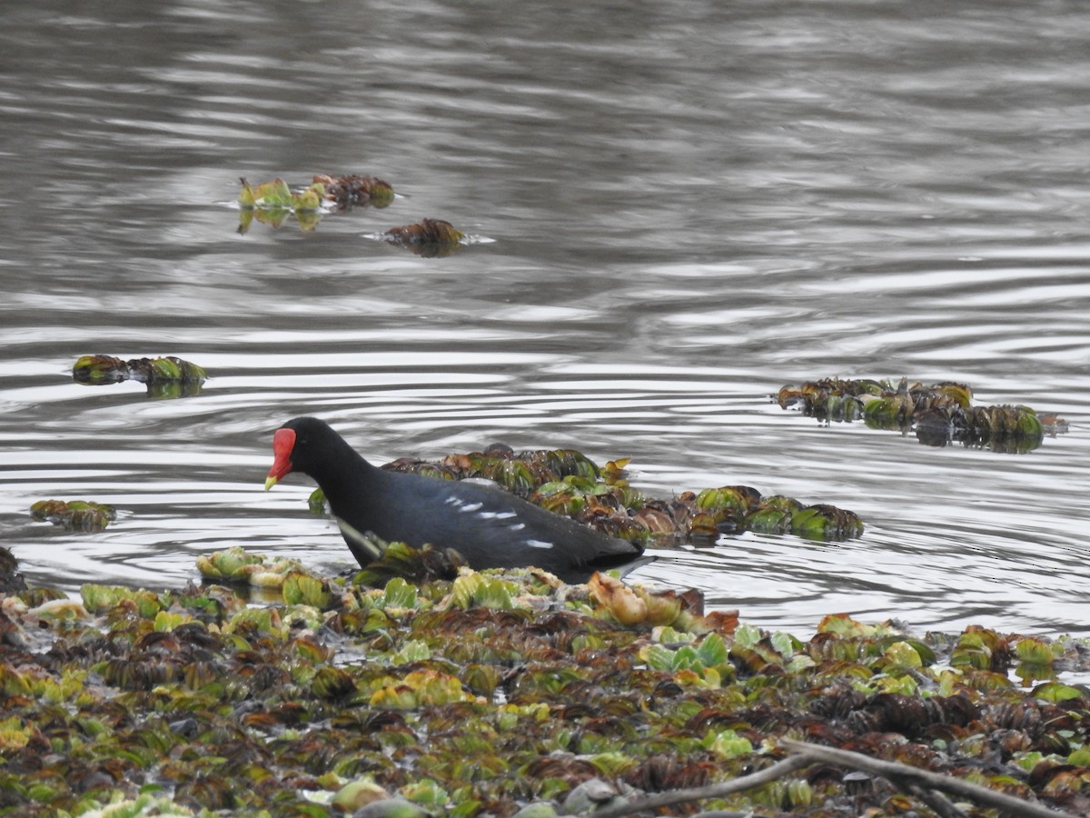 Common Gallinule - ML646056171