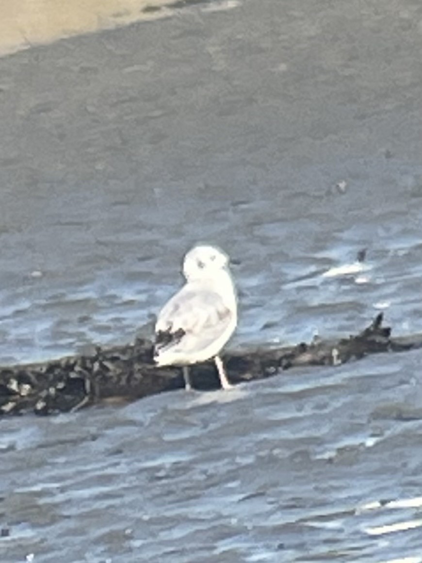 Bonaparte's Gull - ML646056172