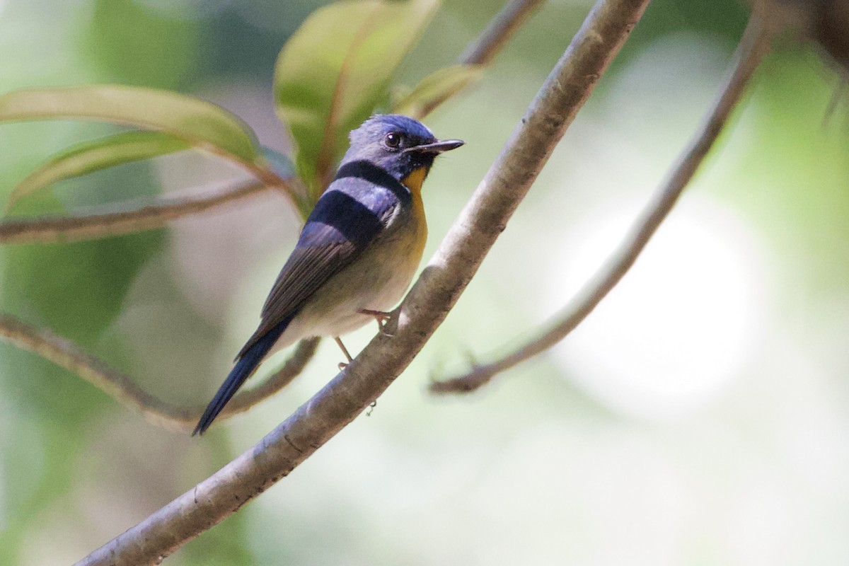Chinese Blue Flycatcher - ML646056176