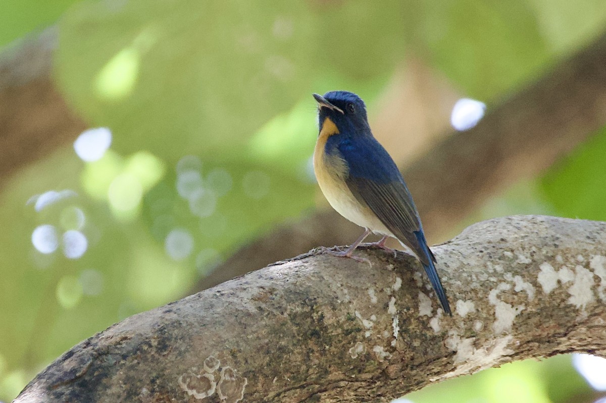 Chinese Blue Flycatcher - ML646056177