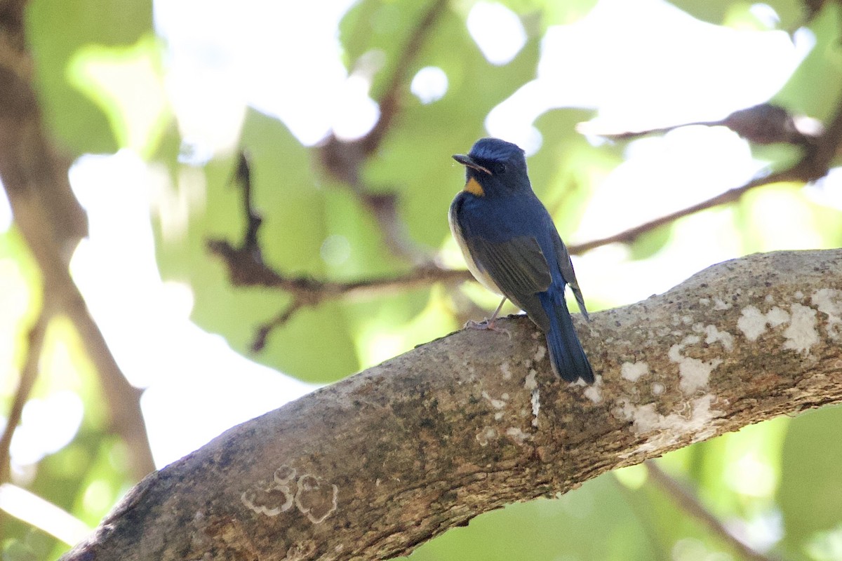 Chinese Blue Flycatcher - ML646056178