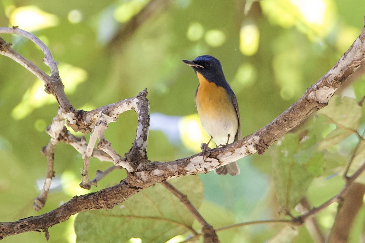 Chinese Blue Flycatcher - ML646056179