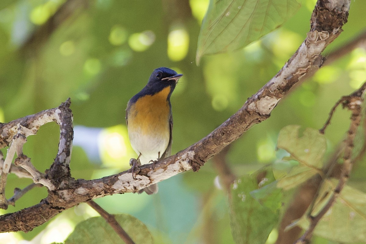 Chinese Blue Flycatcher - ML646056180