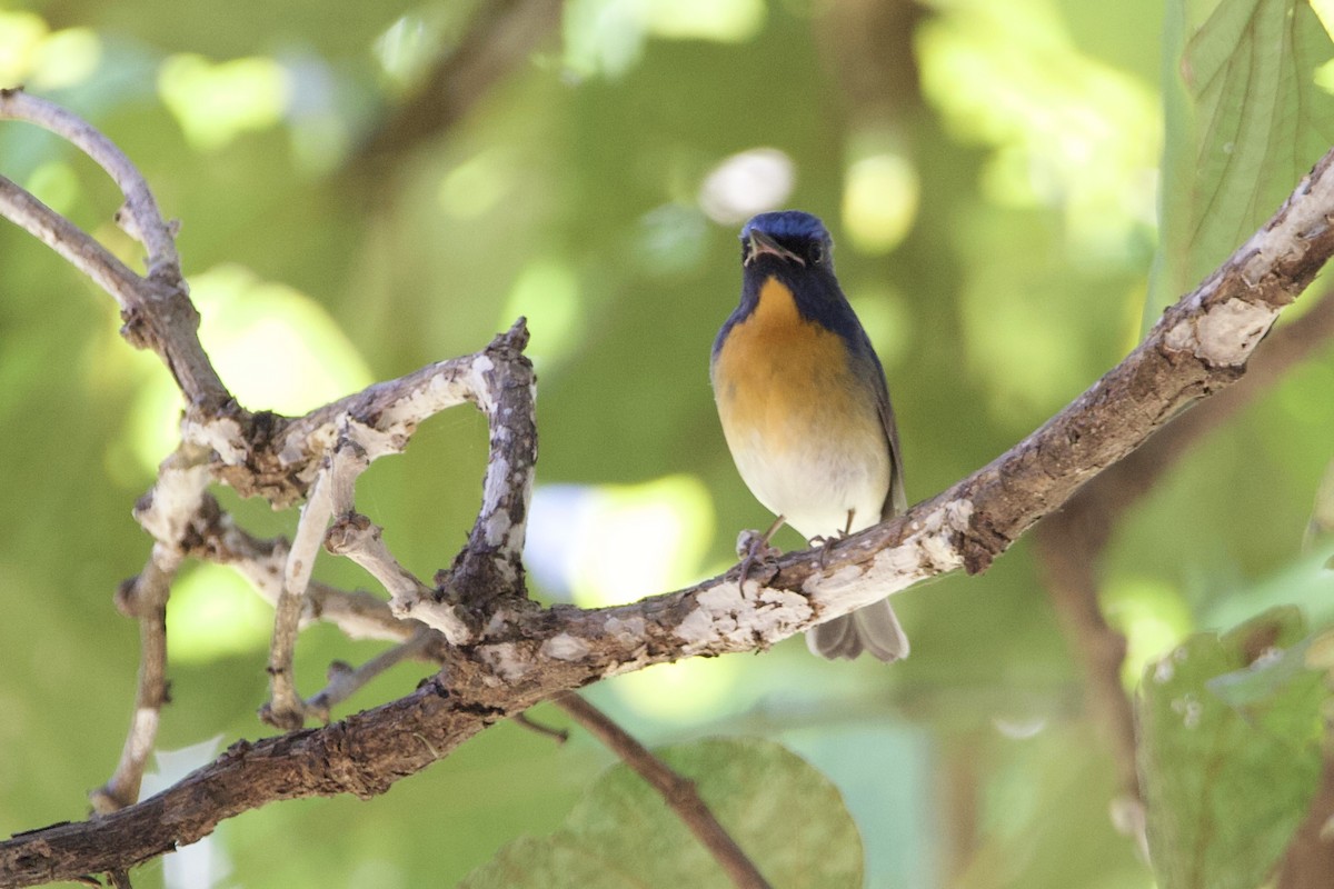Chinese Blue Flycatcher - ML646056181