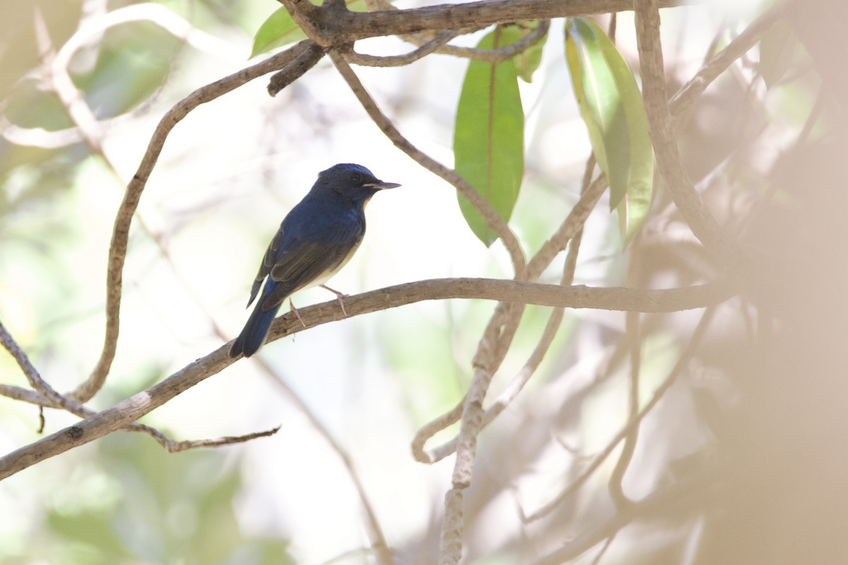 Chinese Blue Flycatcher - ML646056182