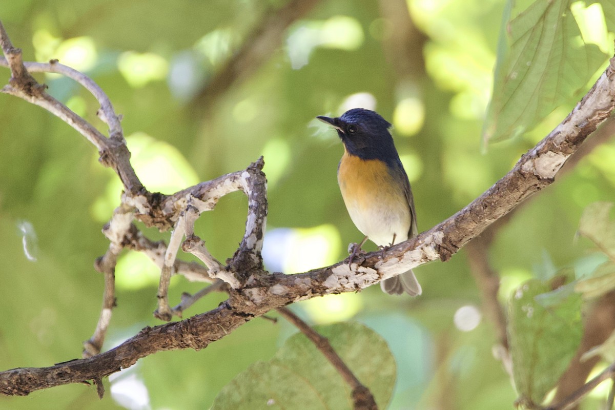 Chinese Blue Flycatcher - ML646056183