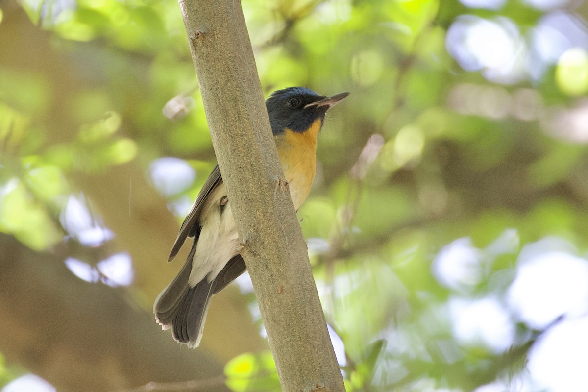 Chinese Blue Flycatcher - ML646056184