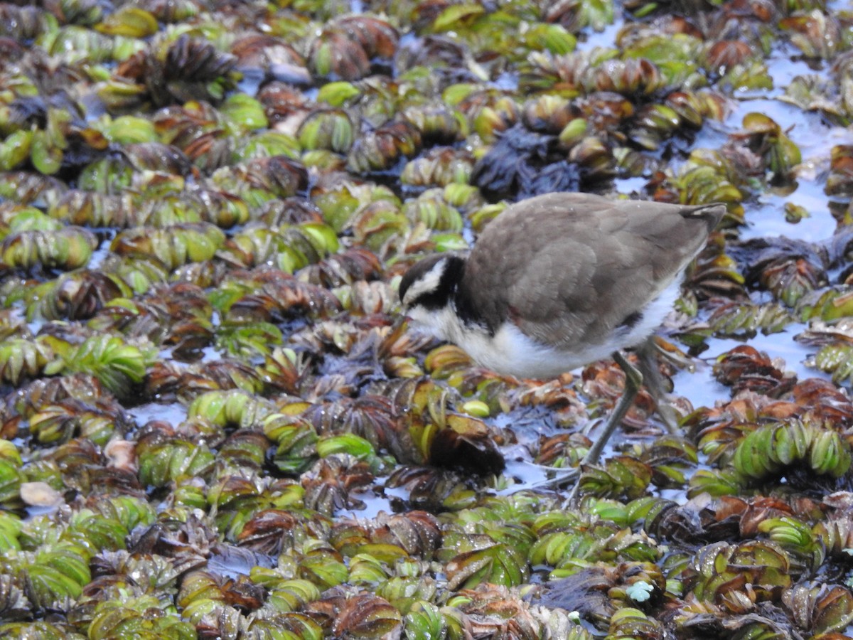 Wattled Jacana - ML646056185