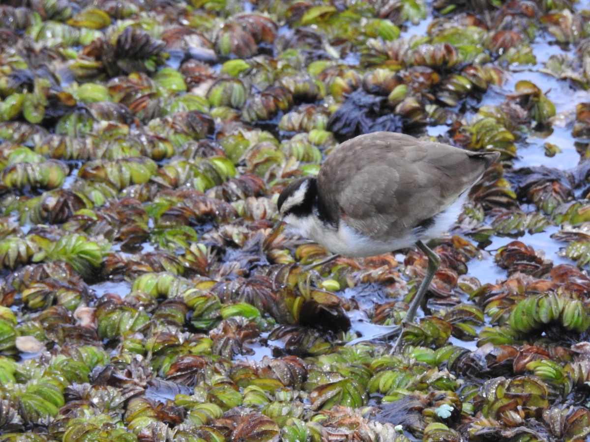 Wattled Jacana - ML646056186