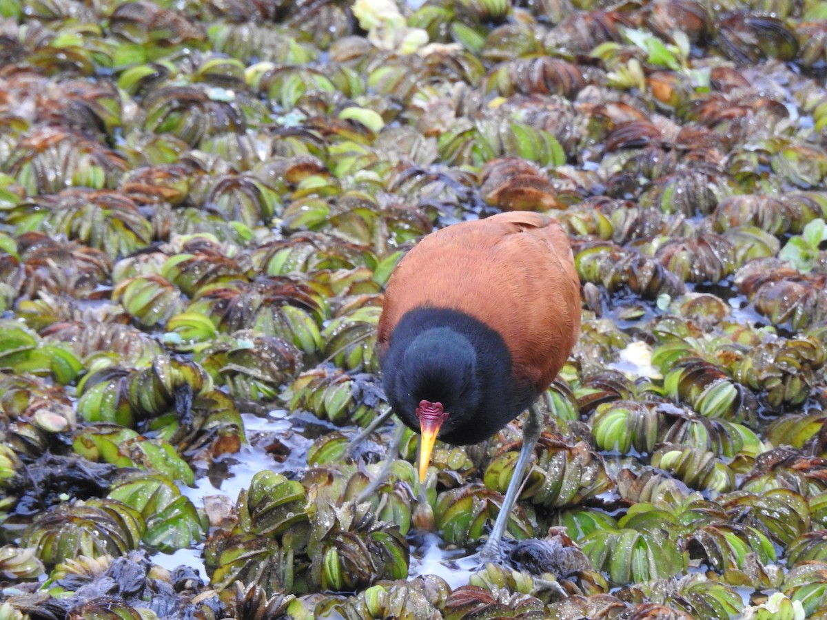 Wattled Jacana - ML646056187