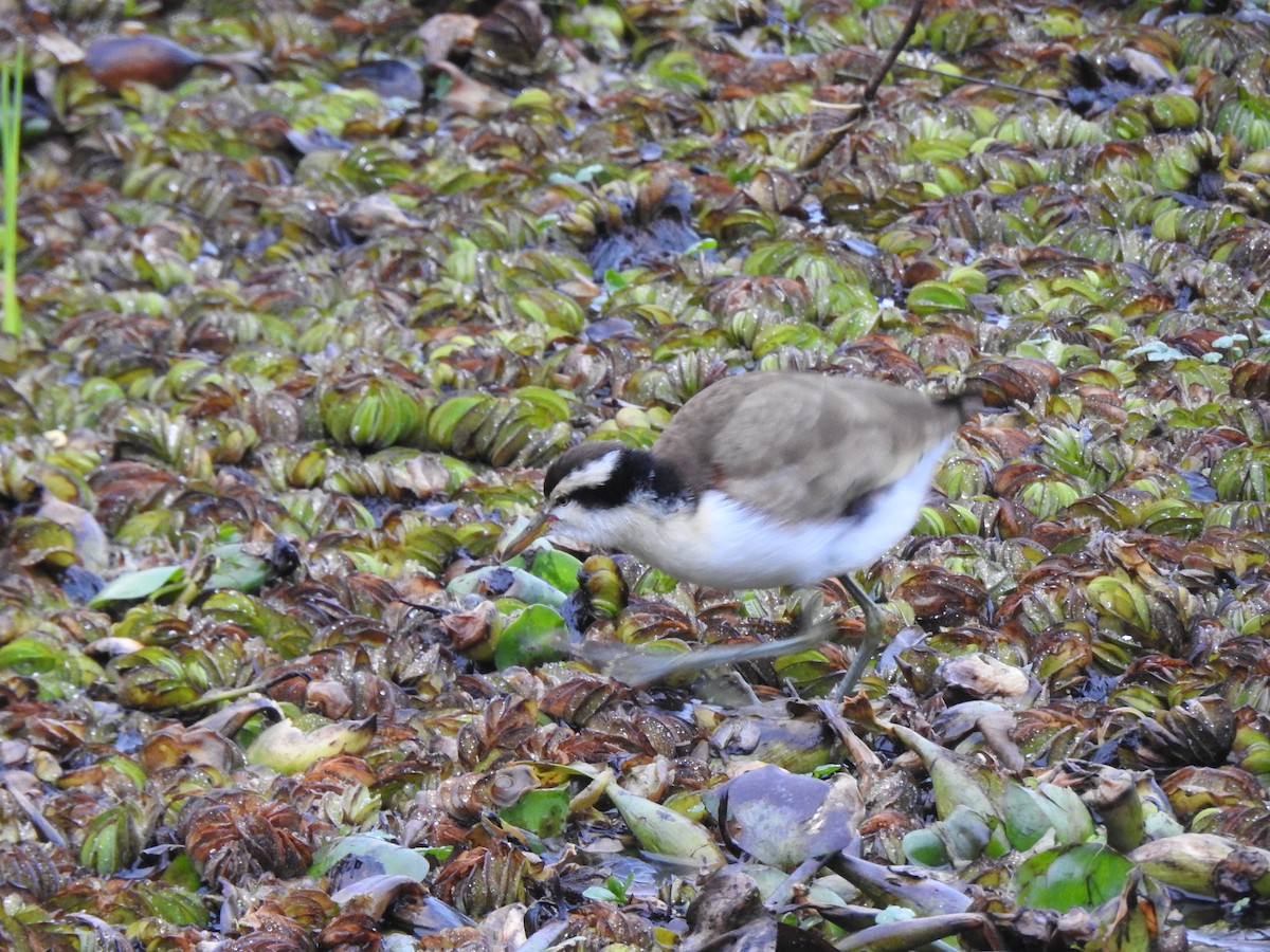 Wattled Jacana - ML646056188