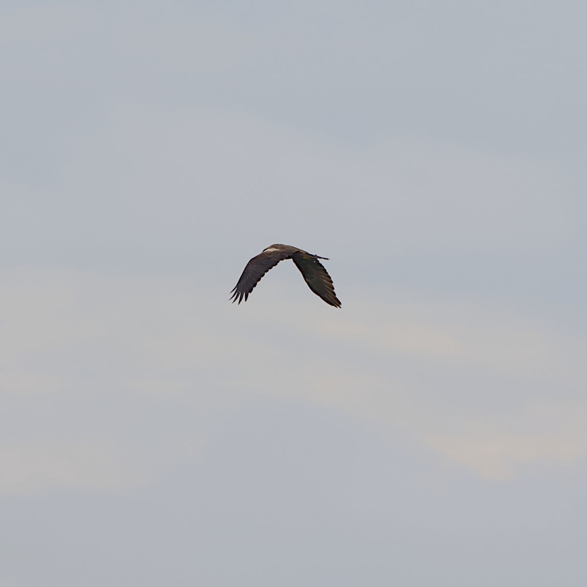 African Marsh Harrier - ML646056189