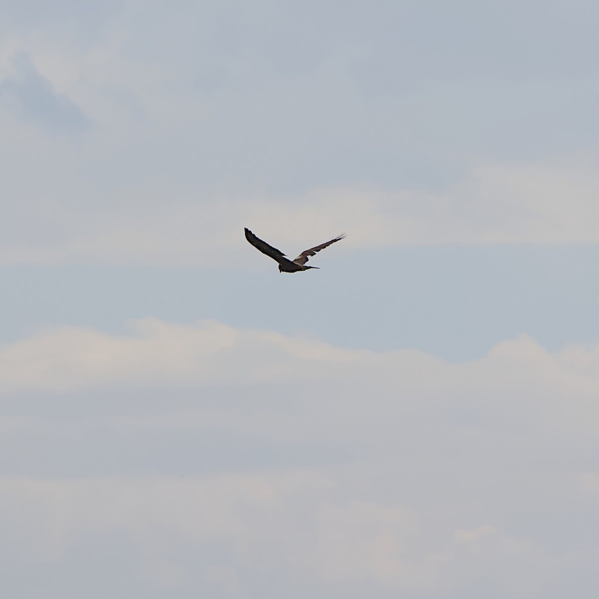 African Marsh Harrier - ML646056190
