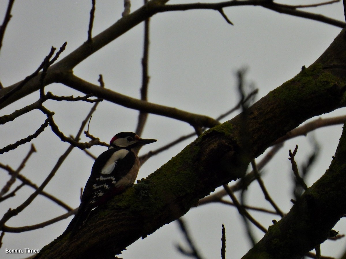 Great Spotted Woodpecker - ML646056191