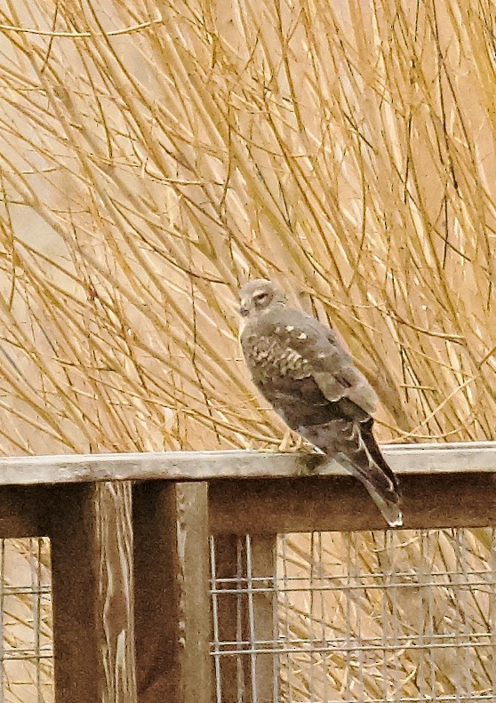 Northern Harrier - ML646056192