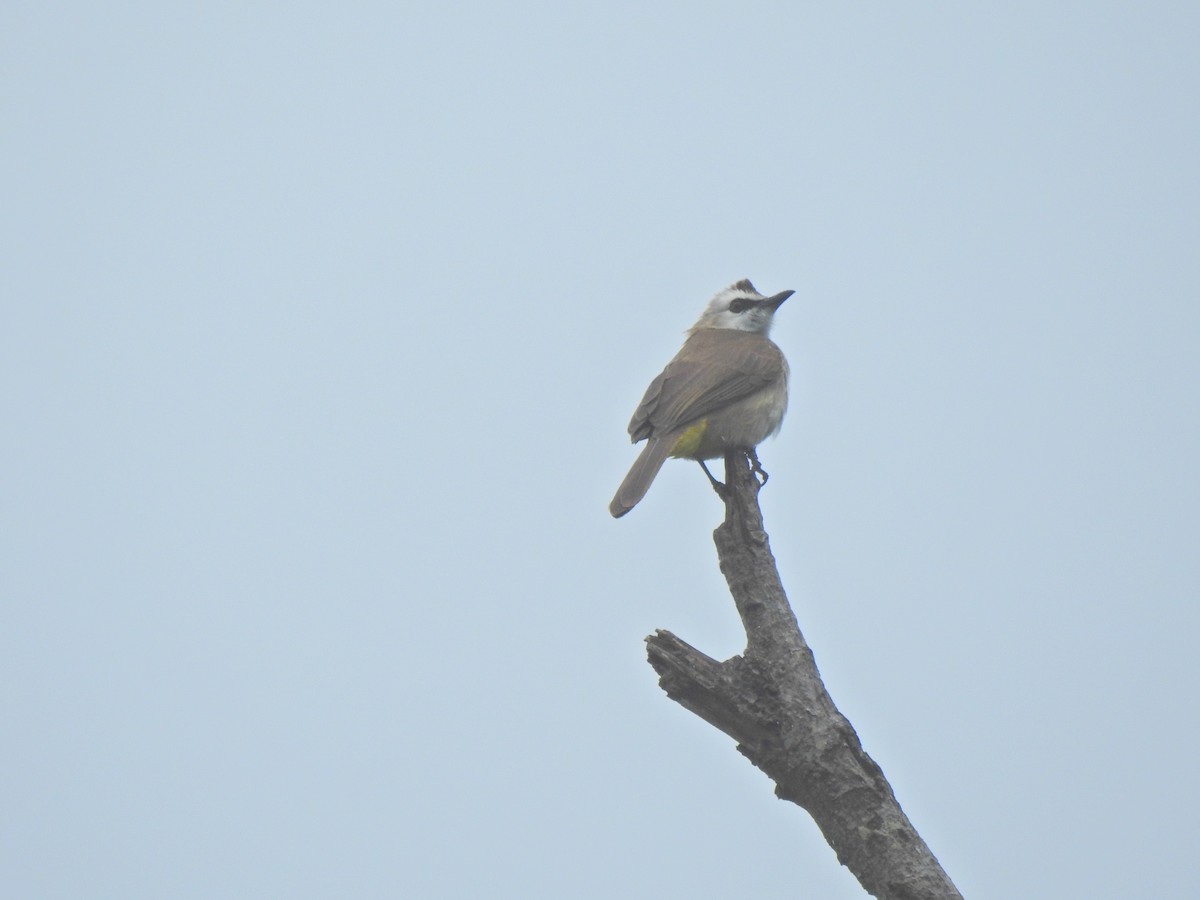 Yellow-vented Bulbul - ML646056193