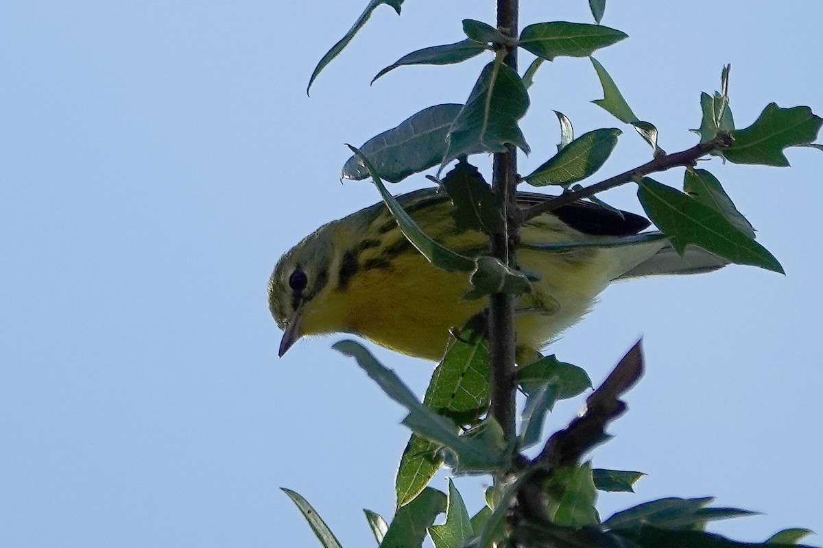 Prairie Warbler - ML646056194